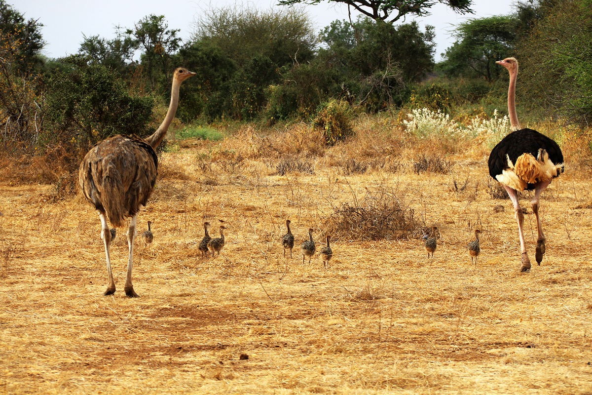 Mum and Dad taking the kids for a walk - Jenny Tucker